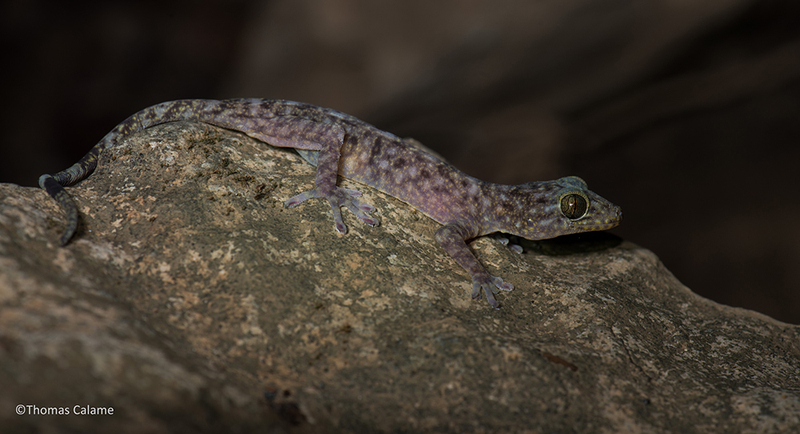 With its pale blue spotted skin and piercing dark eyes, this gekko was found in Laos. Because of the incredibly high diversity of the Gekko family, it took sophisticated DNA analysis to differentiate this individual as a new species. (Image: Thomas Calame)